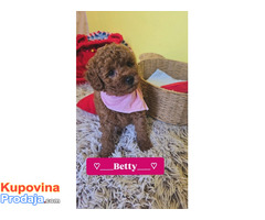 Preslatki štenci CRVENE TOY PUDLE - Fotografija 4/10