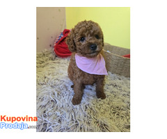 Preslatki štenci CRVENE TOY PUDLE - Fotografija 5/10