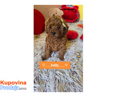 Preslatki štenci CRVENE TOY PUDLE - Fotografija 6/10