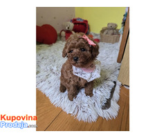 Preslatki štenci CRVENE TOY PUDLE - Fotografija 7/10