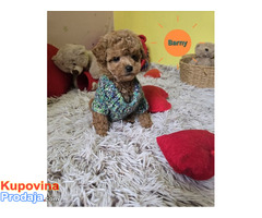 Preslatki štenci CRVENE TOY PUDLE - Fotografija 8/10