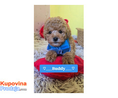 Preslatki štenci CRVENE TOY PUDLE - Fotografija 10/10