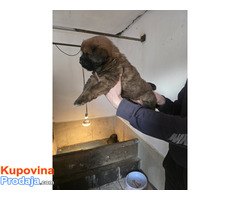 Tibetan mastiff - Fotografija 3/10