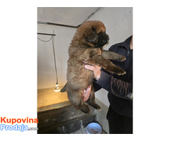 Tibetan mastiff - Fotografija 4/10