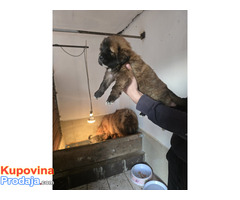 Tibetan mastiff - Fotografija 5/10