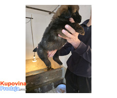 Tibetan mastiff - Fotografija 8/10