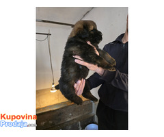 Tibetan mastiff - Fotografija 9/10