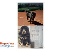 Prodaju se stenad Tibetanskog Mastifa sampionskog porijekla
