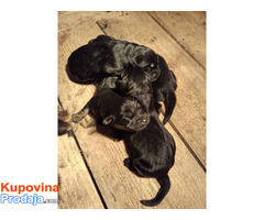 Prodaju se stenad Tibetanskog Mastifa sampionskog porijekla