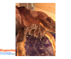 Prodaju se stenad Tibetanskog Mastifa sampionskog porijekla - Fotografija 4/5