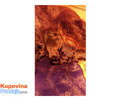 Prodaju se stenad Tibetanskog Mastifa sampionskog porijekla - Fotografija 5/5