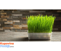 Barley Grass – Kesice