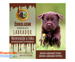 Braon Labrador štenci