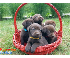 Braon Labrador štenci