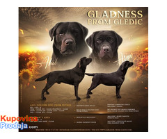 Braon Labrador štenci