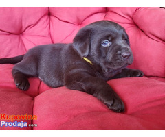Braon Labrador štenci - Fotografija 4/9