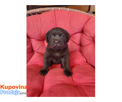Braon Labrador štenci - Fotografija 5/9