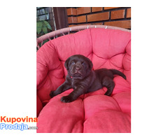 Braon Labrador štenci - Fotografija 6/9