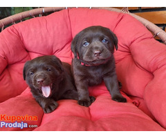 Braon Labrador štenci - Fotografija 8/9