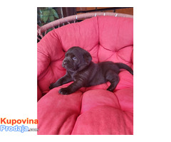 Braon Labrador štenci - Fotografija 9/9