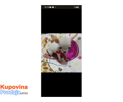 MINI ČIVAVE - Fotografija 3/10