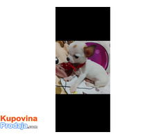 MINI ČIVAVE - Fotografija 5/10