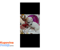 MINI ČIVAVE - Fotografija 6/10