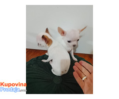 MINI ČIVAVE - Fotografija 7/10