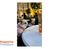 MINI ČIVAVE - Fotografija 8/10