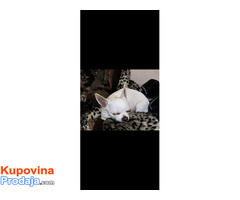 MINI ČIVAVE - Fotografija 9/10