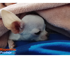 MINI ČIVAVE - Fotografija 10/10