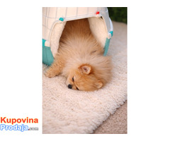 Pomeranac zenkica - Fotografija 3/10