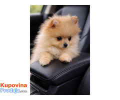 Pomeranac zenkica - Fotografija 4/10