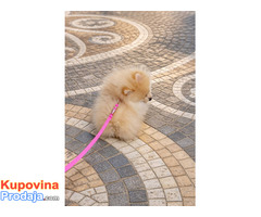 Pomeranac zenkica - Fotografija 5/10