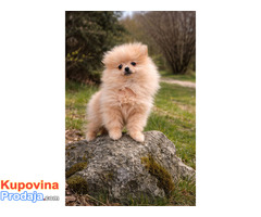 Pomeranac zenkica - Fotografija 6/10