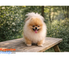 Pomeranac zenkica - Fotografija 7/10