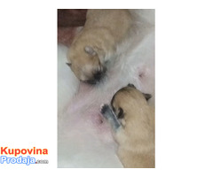 Pomeranac zenkica - Fotografija 8/10