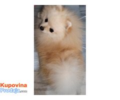 Pomeranac zenkica - Fotografija 9/10