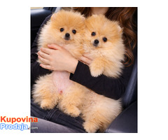 Pomeranac zenkica - Fotografija 10/10