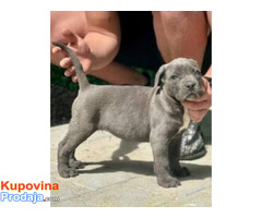 Cane Corso štenci