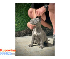 Cane Corso štenci