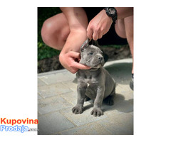 Cane Corso štenci