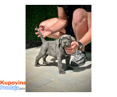 Cane Corso štenci - Fotografija 4/10