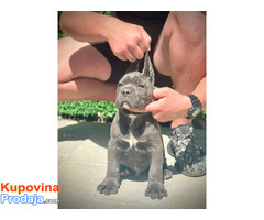 Cane Corso štenci - Fotografija 5/10