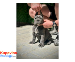 Cane Corso štenci - Fotografija 6/10