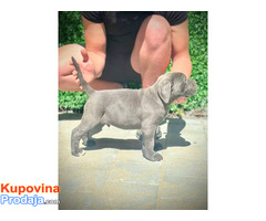 Cane Corso štenci - Fotografija 7/10