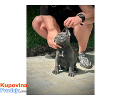 Cane Corso štenci - Fotografija 8/10