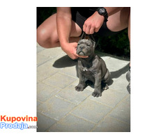 Cane Corso štenci - Fotografija 9/10