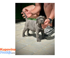 Cane Corso štenci - Fotografija 10/10