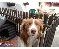 Border koli - Fotografija 4/6